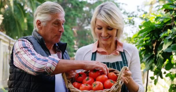 Pareja madura revisando tomates — Vídeos de Stock