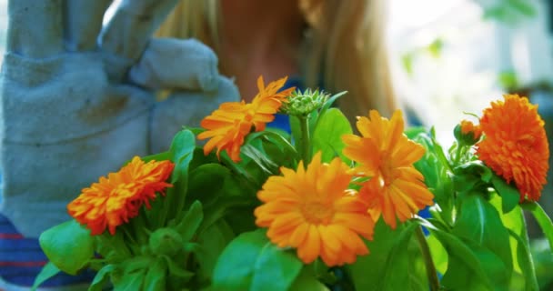 Mujer chequeando planta de flores — Vídeo de stock