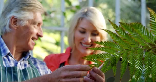 检查植物的成熟夫妇 — 图库视频影像