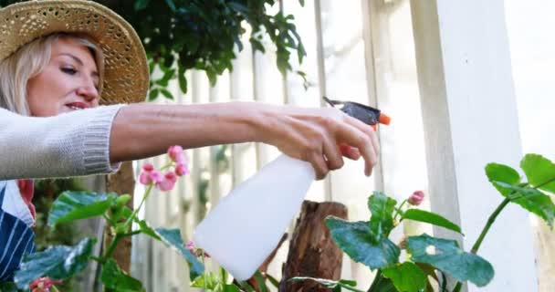 Rijpe vrouw het sproeien van water met de hand veldspuit op planten — Stockvideo