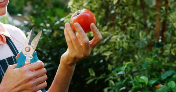 Mature woman holding tomato and pruning scissors — Stock Video