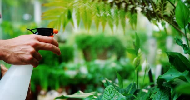 El hombre rociando agua sobre las plantas — Vídeos de Stock