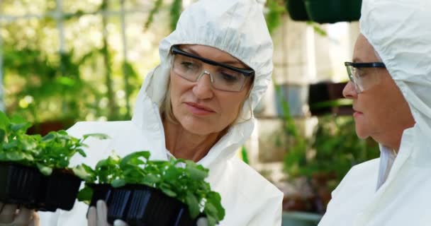 Femmes scientifiques discutant de plantes — Video