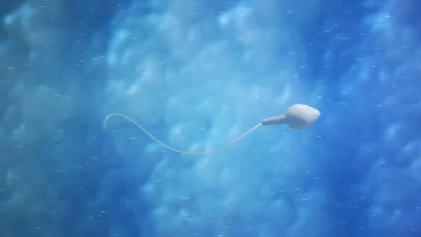 Moving egg cell being fertilized by sperm — Stock Video