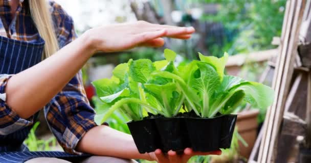 Jardineiro segurando vaso planta — Vídeo de Stock