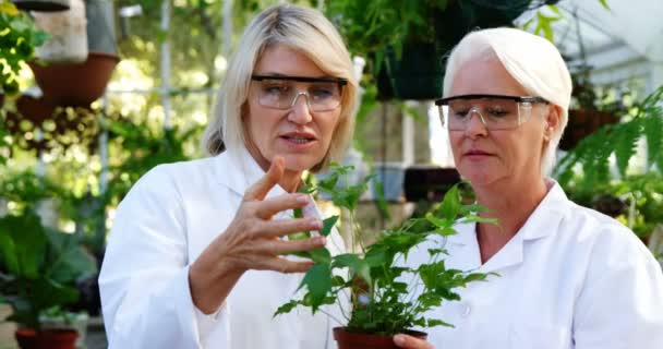 Científicas comprobando plantas — Vídeos de Stock