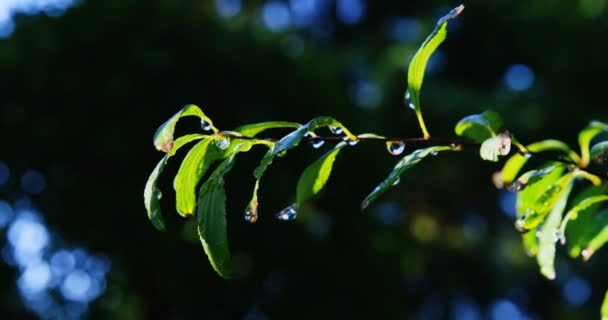 Close-up de planta — Vídeo de Stock