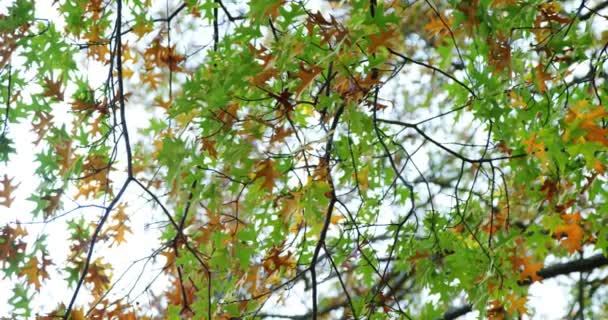 Ahornblatt fällt von Baum — Stockvideo