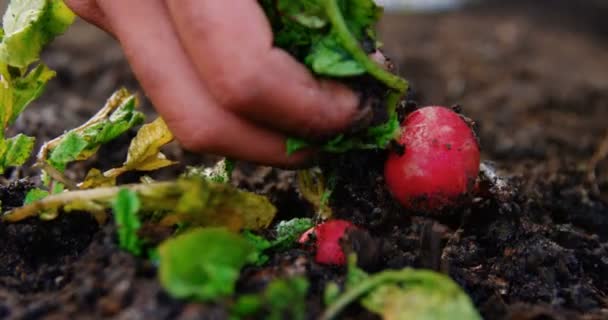 Homme cultivant un navet dans une maison de jardin — Video