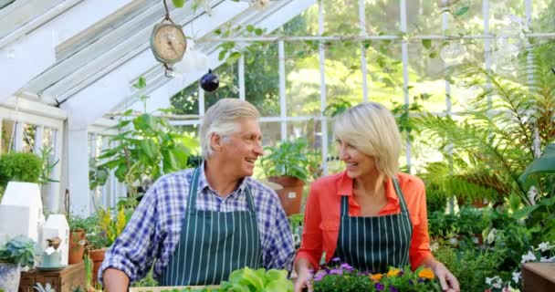 Porträtt av äldre par hålla potten växt — Stockvideo
