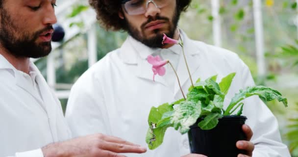 Mężczyzn, badając roślina doniczkowa — Wideo stockowe