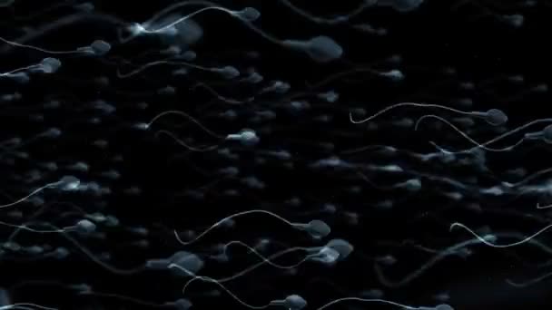 Moving egg cell being fertilized by sperm — Stock Video