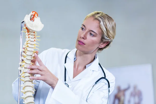 Fisioterapeuta examinando um modelo de coluna — Fotografia de Stock