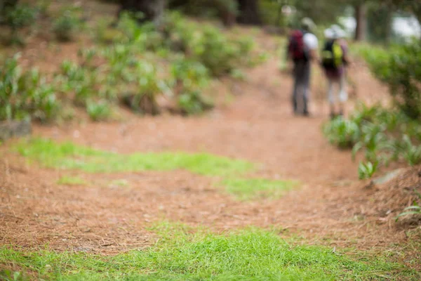 Caminante pareja senderismo en el bosque — Foto de Stock