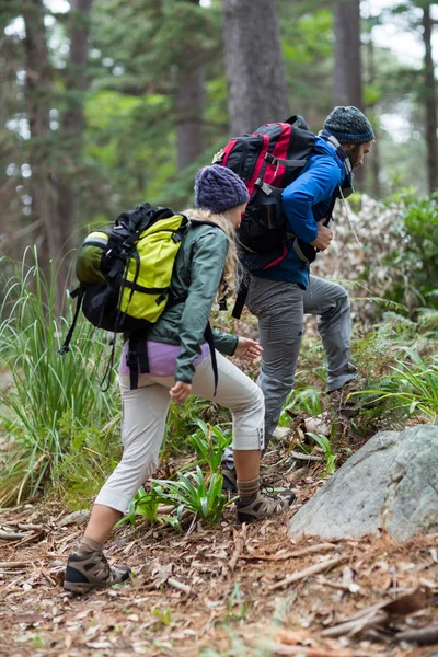 Hiker couple hiking in forest — Stock Photo, Image