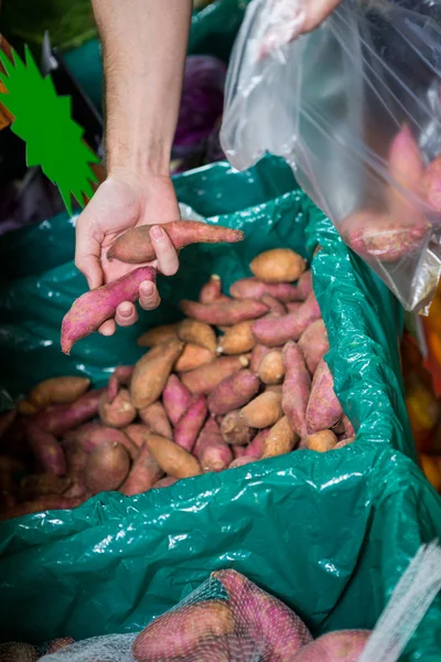 Ręce, wybierając słodkie ziemniaki — Zdjęcie stockowe