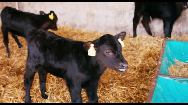 Little Calves in barn — Stock Video