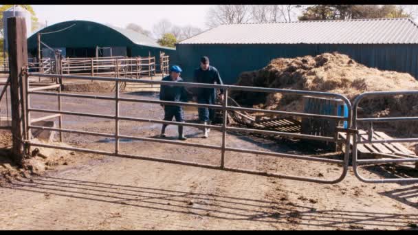 Allevatori di bovini che interagiscono tra loro — Video Stock