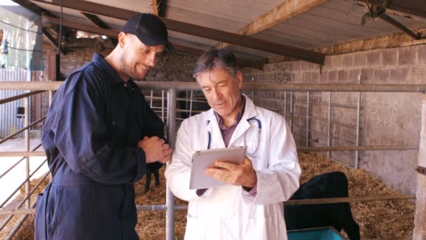 Agricultor de gado e médico veterinário interagindo — Vídeo de Stock