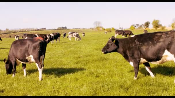 Twee veehouders wandelen in veld — Stockvideo