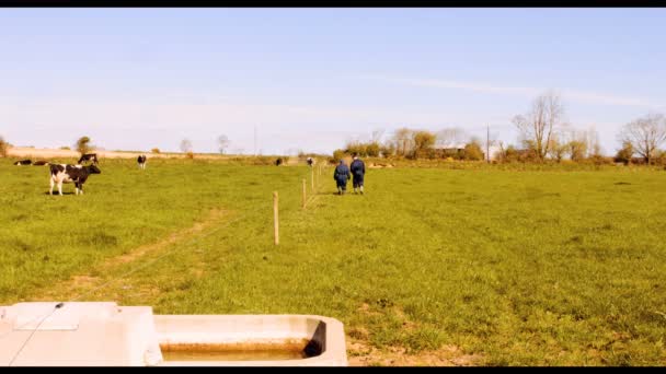 Οι κτηνοτρόφοι βοοειδών περπάτημα στο πεδίο — Αρχείο Βίντεο