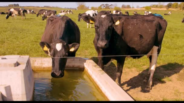 Спраглі корови п'ють воду — стокове відео