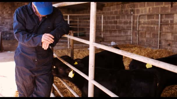 Ganadero acariciando terneros jóvenes — Vídeo de stock