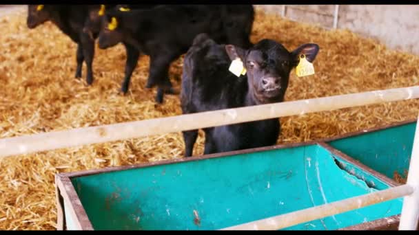 Pequeños terneros en el granero — Vídeos de Stock