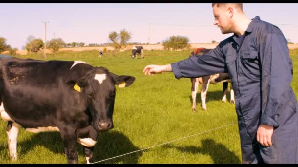 Cattle farmer petting cow — Stock Video