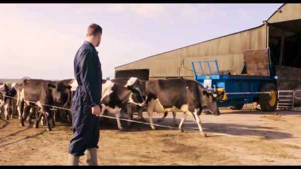 Rinderzüchter mit Rinderherde — Stockvideo