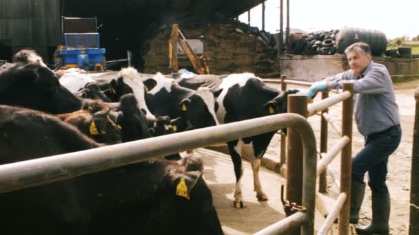 Cattle farmer petting cow — Stock Video