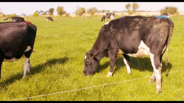 Le pâturage des bovins dans les champs — Video