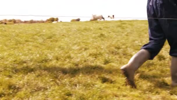 Éleveur de bovins marchant dans les champs — Video