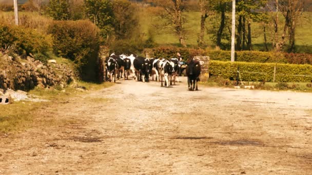 Herd of cattles walking — Stock Video