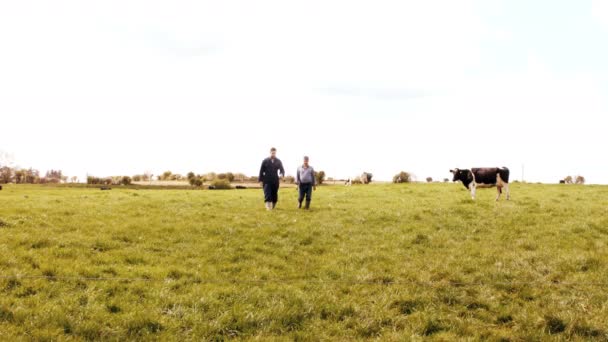 Велика рогата худоба фермер ходить з людиною — стокове відео