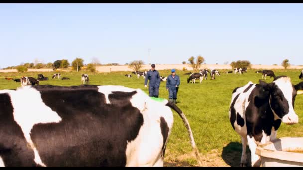 Birbirleriyle etkileşim sığır çiftçi — Stok video