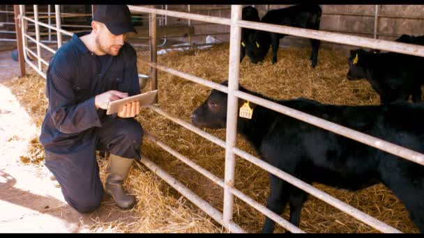 Éleveur de bovins utilisant une tablette numérique — Video