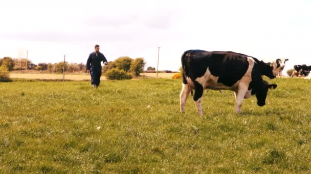 Szarvasmarha farmer séta mező — Stock videók