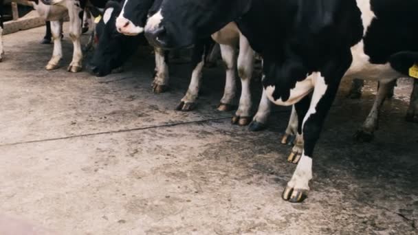 Rebaño de ganado vacuno de pie — Vídeos de Stock