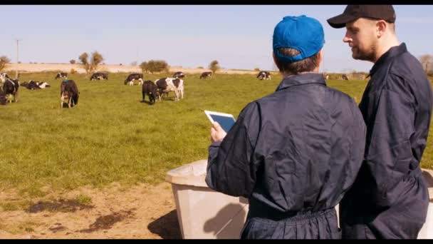 Allevatori di bovini che interagiscono tra loro — Video Stock