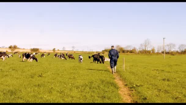 Sığır çiftçi alanına yürüyor — Stok video