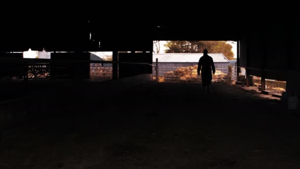 Silhouette of cattle farmer walking — Stock Video