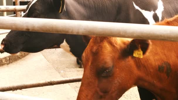 Vacas de pie en el establo — Vídeo de stock