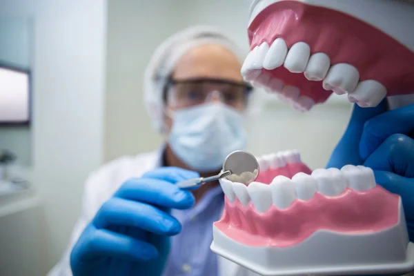 Dentista exploração e examinando um modelo de boca — Fotografia de Stock