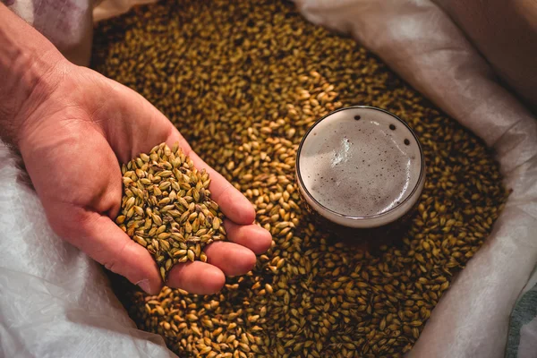 Fabricante mostrando cebada en saco en cervecería —  Fotos de Stock