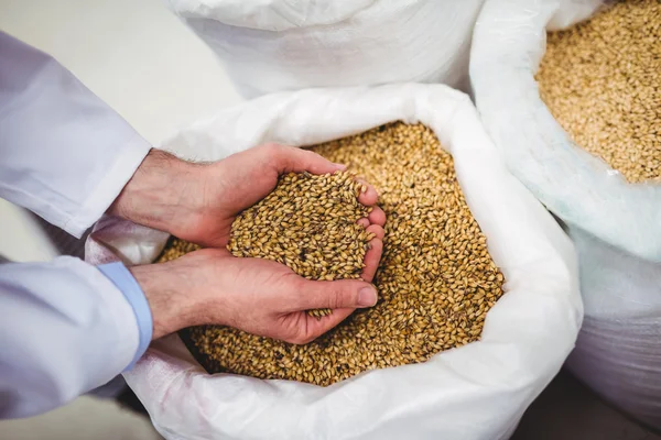 Fabricante segurando cevada na cervejaria — Fotografia de Stock