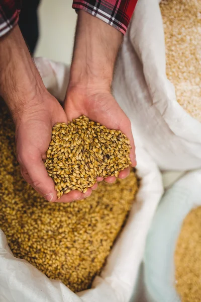 Fabricante segurando cevada na cervejaria — Fotografia de Stock