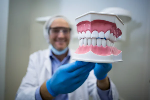 Dentiste tenant un modèle de bouche — Photo
