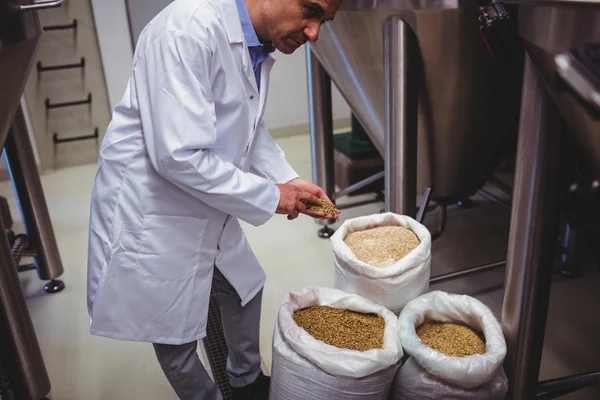 Fabricante masculino examinando cebada en cervecería —  Fotos de Stock