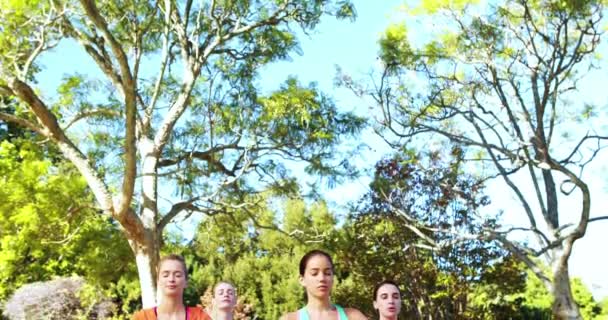 Femmes effectuant du yoga dans le parc — Video